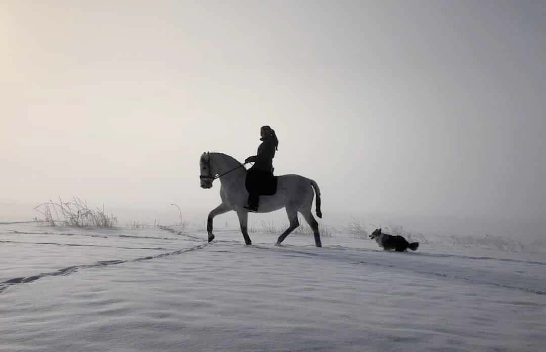 Horse and dog riding in the snow