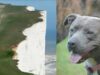 Pit Bull Saves A Teenage Girl From Falling Off A 60-Foot Cliff friendly pit-bull rescues a girl from falling