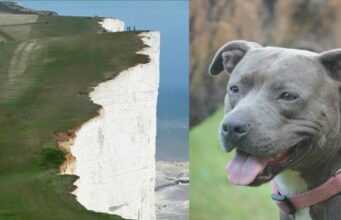Pit Bull Saves A Teenage Girl From Falling Off A 60-Foot Cliff friendly pit-bull rescues a girl from falling