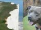 Pit Bull Saves A Teenage Girl From Falling Off A 60-Foot Cliff friendly pit-bull rescues a girl from falling