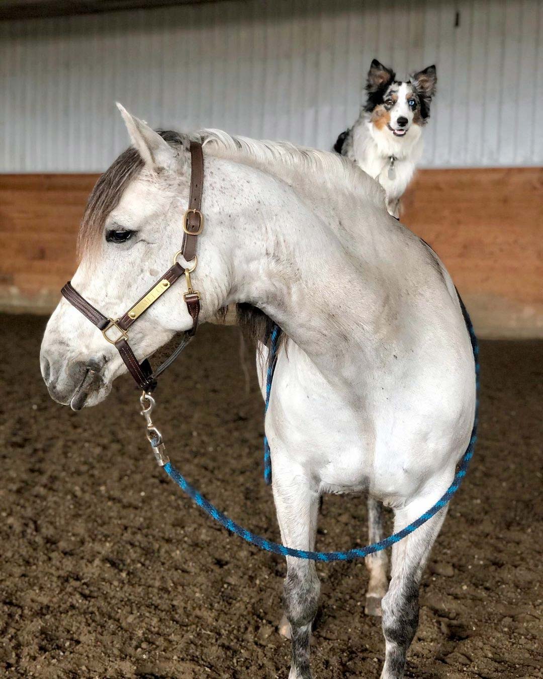 Dog loves riding his favorite horse
