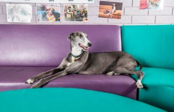 Therapy Dog Who Comforted Students For Five Years Retires With Honors College therapy dog helps teens cope with stress