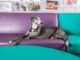 Therapy Dog Who Comforted Students For Five Years Retires With Honors College therapy dog helps teens cope with stress