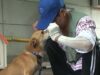 Dog Reunites With His Dad After A Housefire Took Them Away From Each Other Ddol reunited with his dad after a house fire