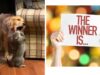 Fluffy Golden Retriever And His Cat Friend Play-Fight Until One of Them Shows Who’s Boss Battle Royal between cat and dog best friends