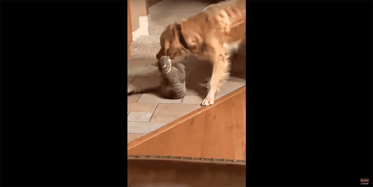 dog and cat love to play fight