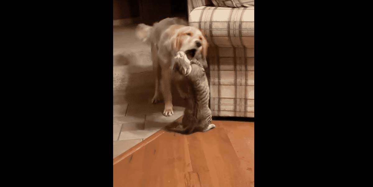 Golden Retriever and cat best friend love to play