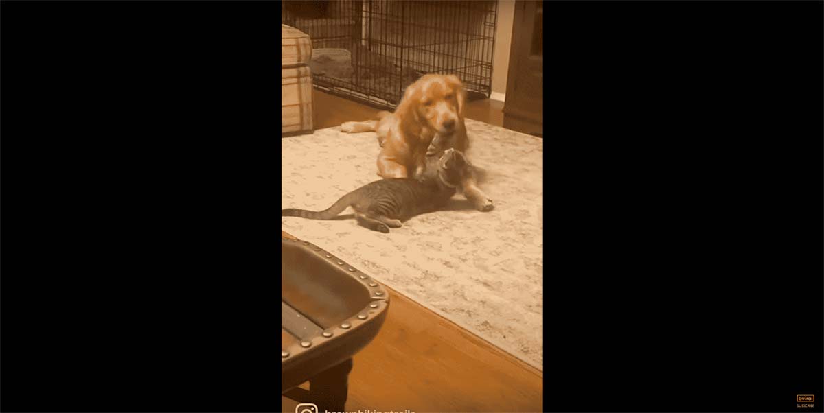 best friends dog and cat love wrestling