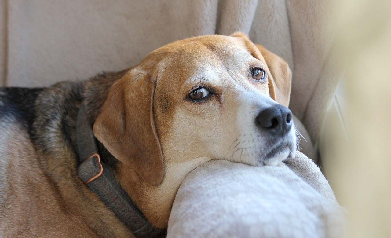 Dog has to learn how to walk without back legs