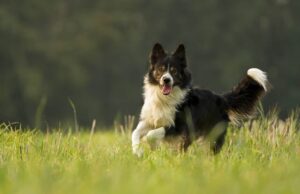 There’s A Wholesome Reason Why This Dog Prefers To Wander Around The Beach Than Stay At Home