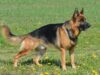 Do German Shepherd Tails Curl? | Is My GSD Tail Normal? do german shepherd tails curl