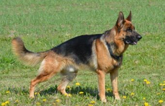 Do German Shepherd Tails Curl? | Is My GSD Tail Normal? do german shepherd tails curl