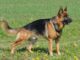 Do German Shepherd Tails Curl? | Is My GSD Tail Normal? do german shepherd tails curl