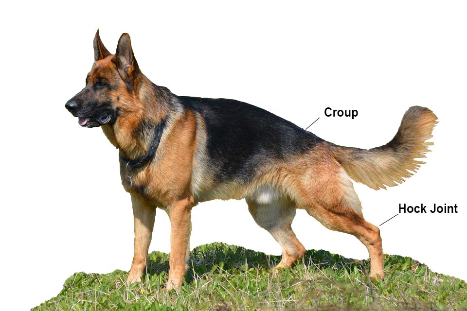 German Shepherd dog hock joint and croup