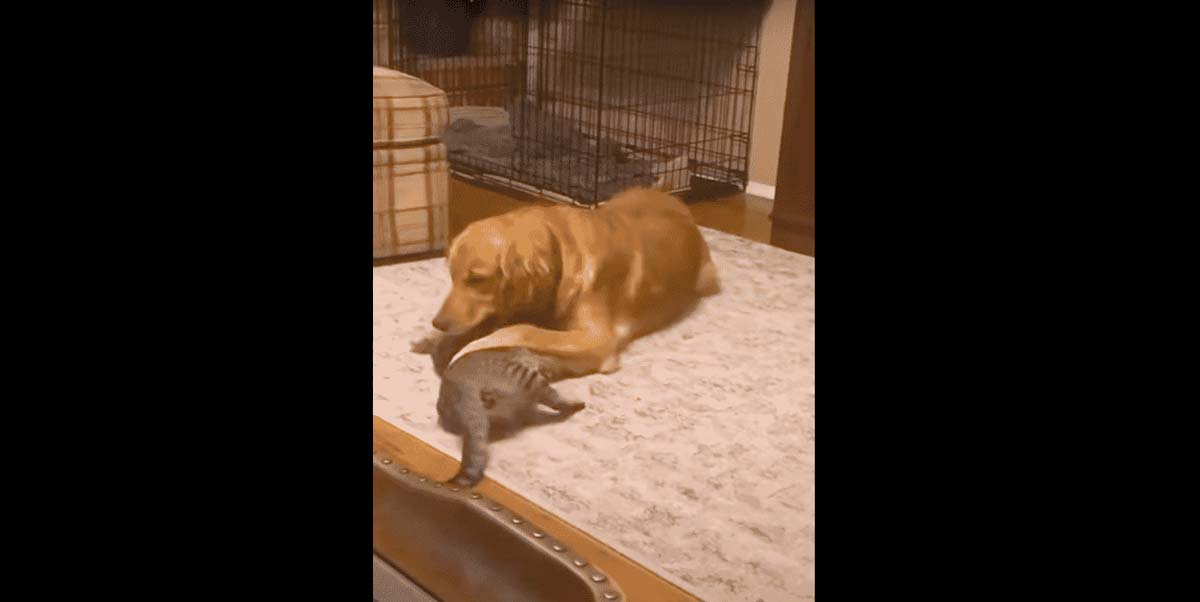 Watch this golden retriever play with his cat best friend