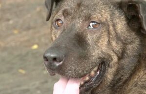 Grandma Is So Happy When, Finally, After Five Years, She’s Able To Touch Her Rescue Dog fearful rescue dog has to learn how to love again