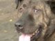 Grandma Is So Happy When, Finally, After Five Years, She’s Able To Touch Her Rescue Dog fearful rescue dog has to learn how to love again