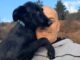 People Chased Her Away Because Of Her Looks, When She Got The Help She Needed, She Became A Stunning Dog Nieve Finally Found Someone to Love Her