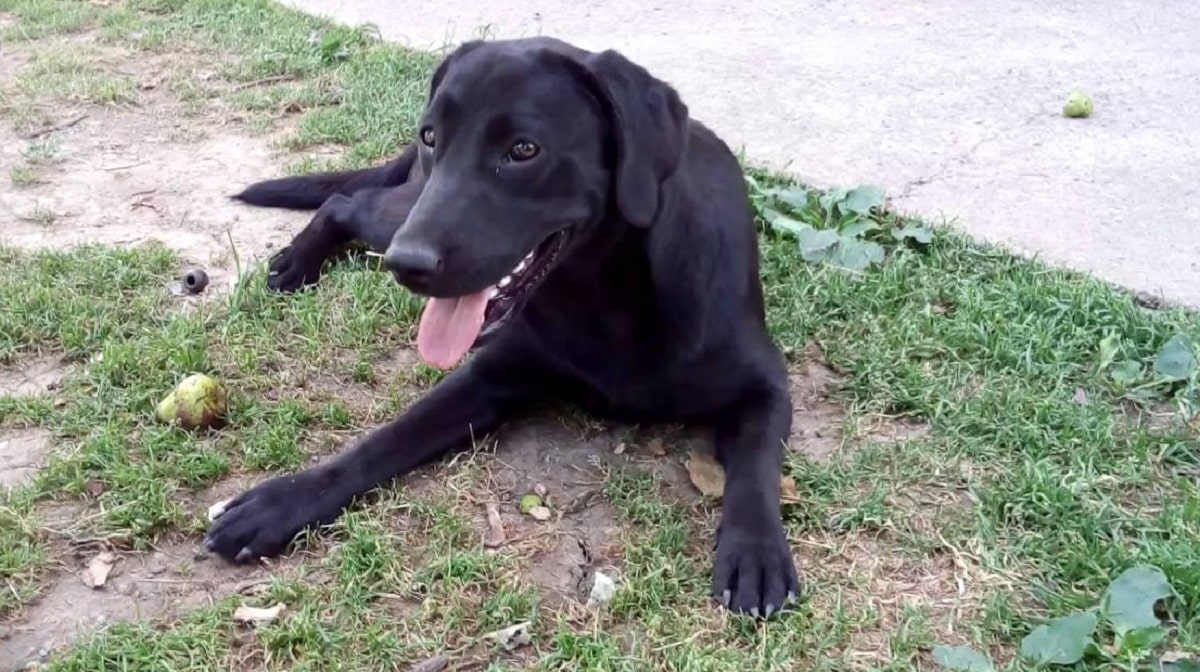 After Nieve was rescued she became a beautiful black dog