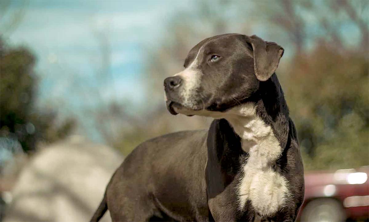 abandoned dog learns to run and love again