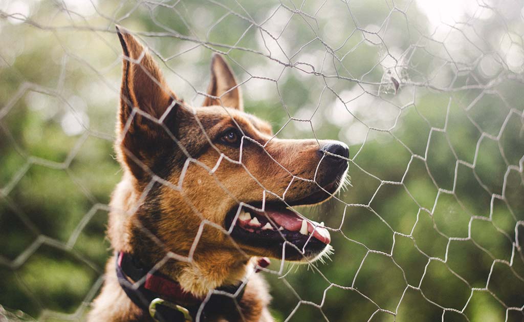 dog proof fence with chicken wire