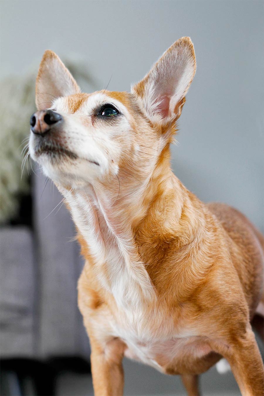 Chihuahua Reverse Sneezing