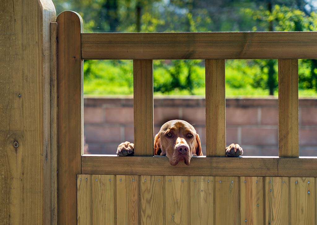 dog peeking through a wooden fence