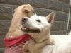 Jindo Runs Away With Another Dog And Leaves Her Lover Behind Jindo finds a new love