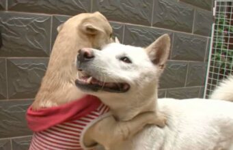 Jindo Runs Away With Another Dog And Leaves Her Lover Behind Jindo finds a new love