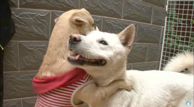 Jindo finds a new love