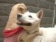 Jindo Runs Away With Another Dog And Leaves Her Lover Behind Jindo finds a new love