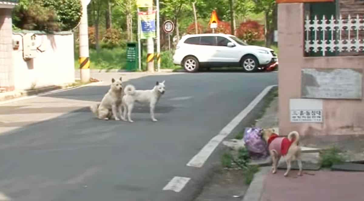 Dog runs away with new lover