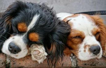 7 Unusual Dog Sleeping Positions and What They Mean 7 dog sleeping positions and what they mean
