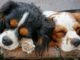 7 Unusual Dog Sleeping Positions and What They Mean 7 dog sleeping positions and what they mean