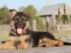Dwarf German Shepherd: What You Need to Know German Shepherd Dwarf