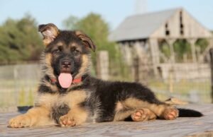 Dwarf German Shepherd: What You Need to Know German Shepherd Dwarf