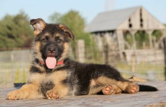 Dwarf German Shepherd: What You Need to Know German Shepherd Dwarf