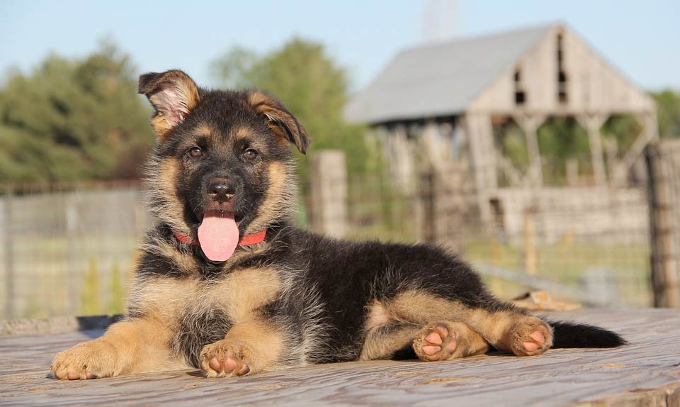 German Shepherd Dwarf