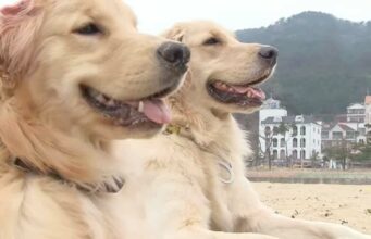 Golden Retriever Will Do Everything in Her Power to Make The Man-Dog Of Her Dreams Love Her Back Golden Retrievers enjoying the beach