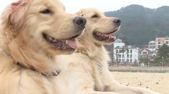 Golden Retrievers enjoying the beach