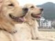 Golden Retriever Will Do Everything in Her Power to Make The Man-Dog Of Her Dreams Love Her Back Golden Retrievers enjoying the beach