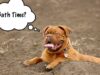 How to Groom a Bullmastiff: 5 Quick Tips for a Healthy Mastiff A bullmastiff that needs a bath