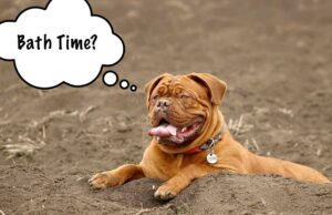 How to Groom a Bullmastiff: 5 Quick Tips for a Healthy Mastiff A bullmastiff that needs a bath