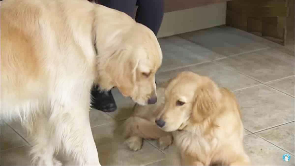 Female Golden Retriever makes a true love