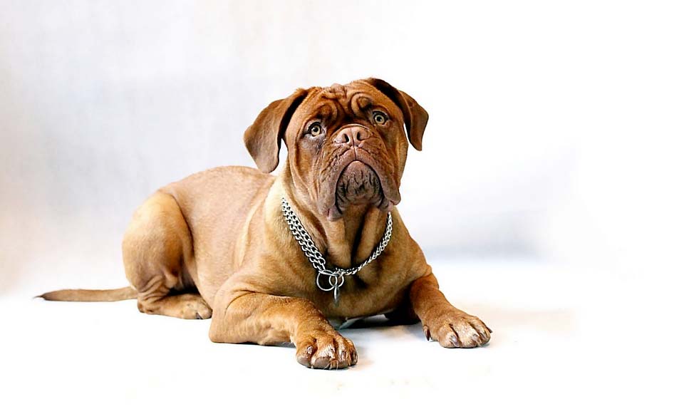 grooming a bullmastiff