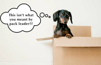 How to Show Your Dog YOU Are the Alpha How to be pack leader