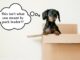 How to Show Your Dog YOU Are the Alpha How to be pack leader