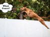 How to Dog Proof a Fence: The Ultimate Guide this is not how you dog proof a fence