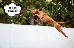 How to Dog Proof a Fence: The Ultimate Guide this is not how you dog proof a fence