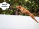 How to Dog Proof a Fence: The Ultimate Guide this is not how you dog proof a fence